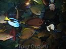 Фотография достопримечательности Aquarium of the Pacific