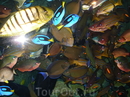 Фотография достопримечательности Aquarium of the Pacific