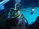 Фотография достопримечательности Aquarium of the Pacific