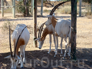 Фотография достопримечательности Friguia park