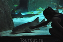 Фотография достопримечательности Аквариум Turkuazoo