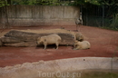 Фотография достопримечательности Вилла Боргезе