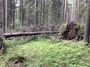 Фотография достопримечательности Заповедник и природная тропа Ниивермяки