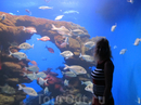 Фотография достопримечательности Океанариум Palma Aquarium