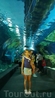 Фотография достопримечательности Океанариум Siam Ocean World